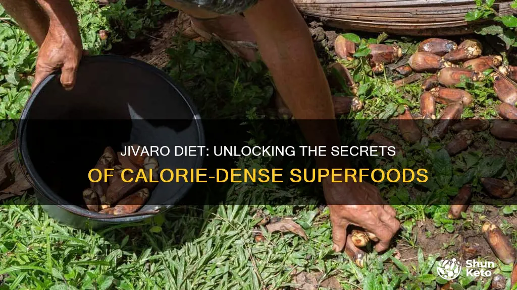 where do most of the calories in the jivaro diet