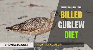 Curlew Diet: What Do They Eat?