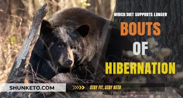 Hibernation Diet: Nutrition for Extended Sleep