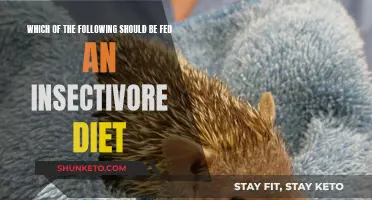 Insectivore Diet: Which Pets Need This Special Diet?