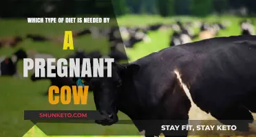 Pregnant Cow Nutrition: What Diet Does She Need?