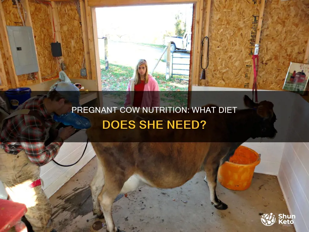 which type of diet is needed by a pregnant cow