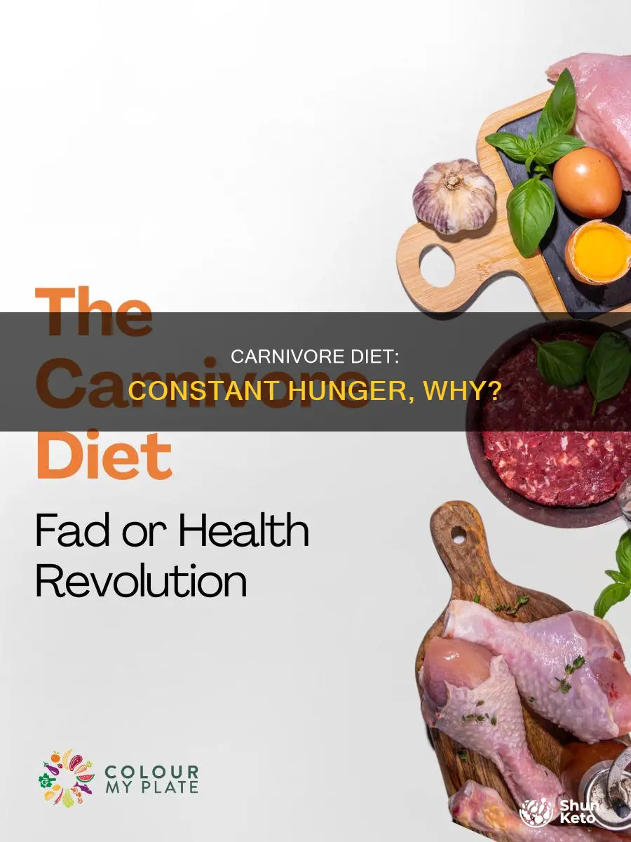 why am i always hungry on carnivore diet