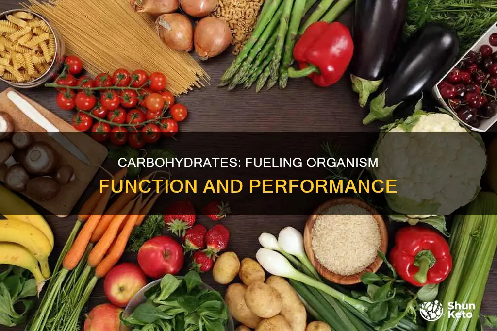 why are carbohydrates important in an organism
