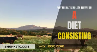 Grazing Cattle: Diet and Nutrition Secrets