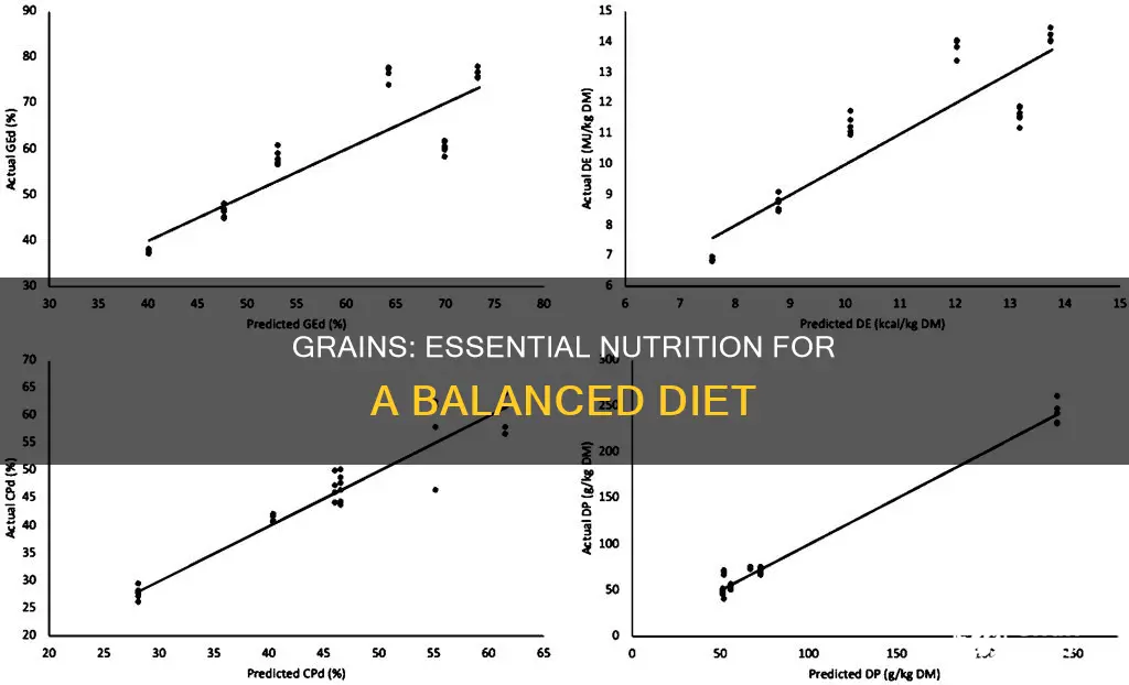 why are grains an important part of a balanced diet