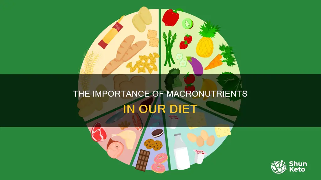 why are lipids proteins and carbohydrates important in our diet