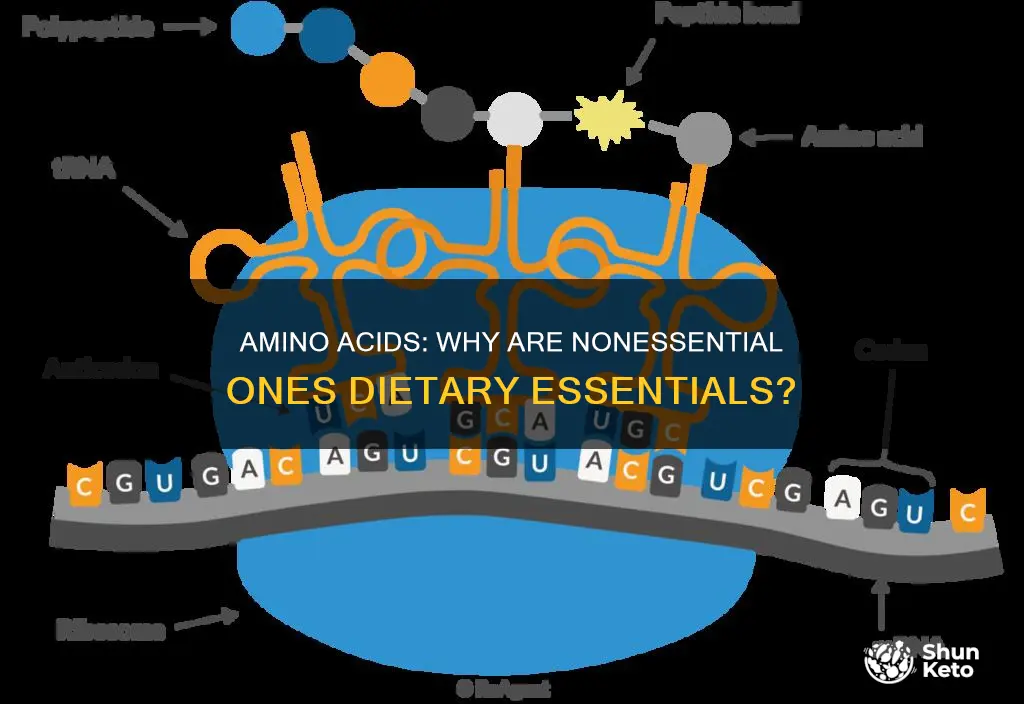 why are nonessential amino acids needed in the diet