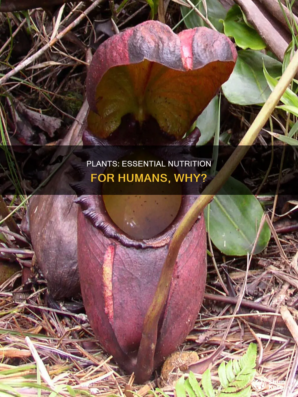 why are plants so important to human diets