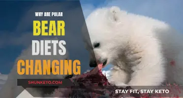 Polar Bear Diets: Changing Food Sources, Impacting Survival