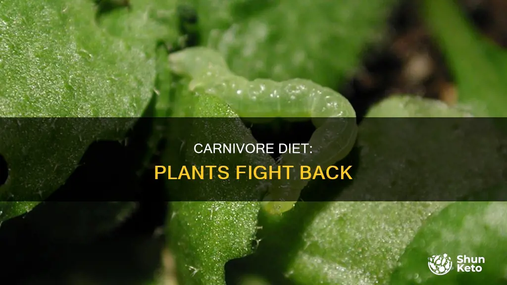 why carnivore diet is wrong plants defend themselves