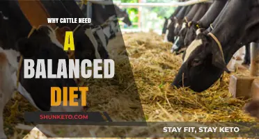 Cattle Health: Balanced Diets, Better Results