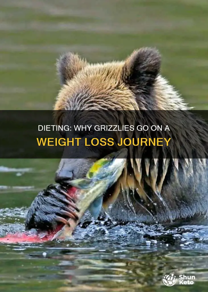why did the girzzpe go on a diet
