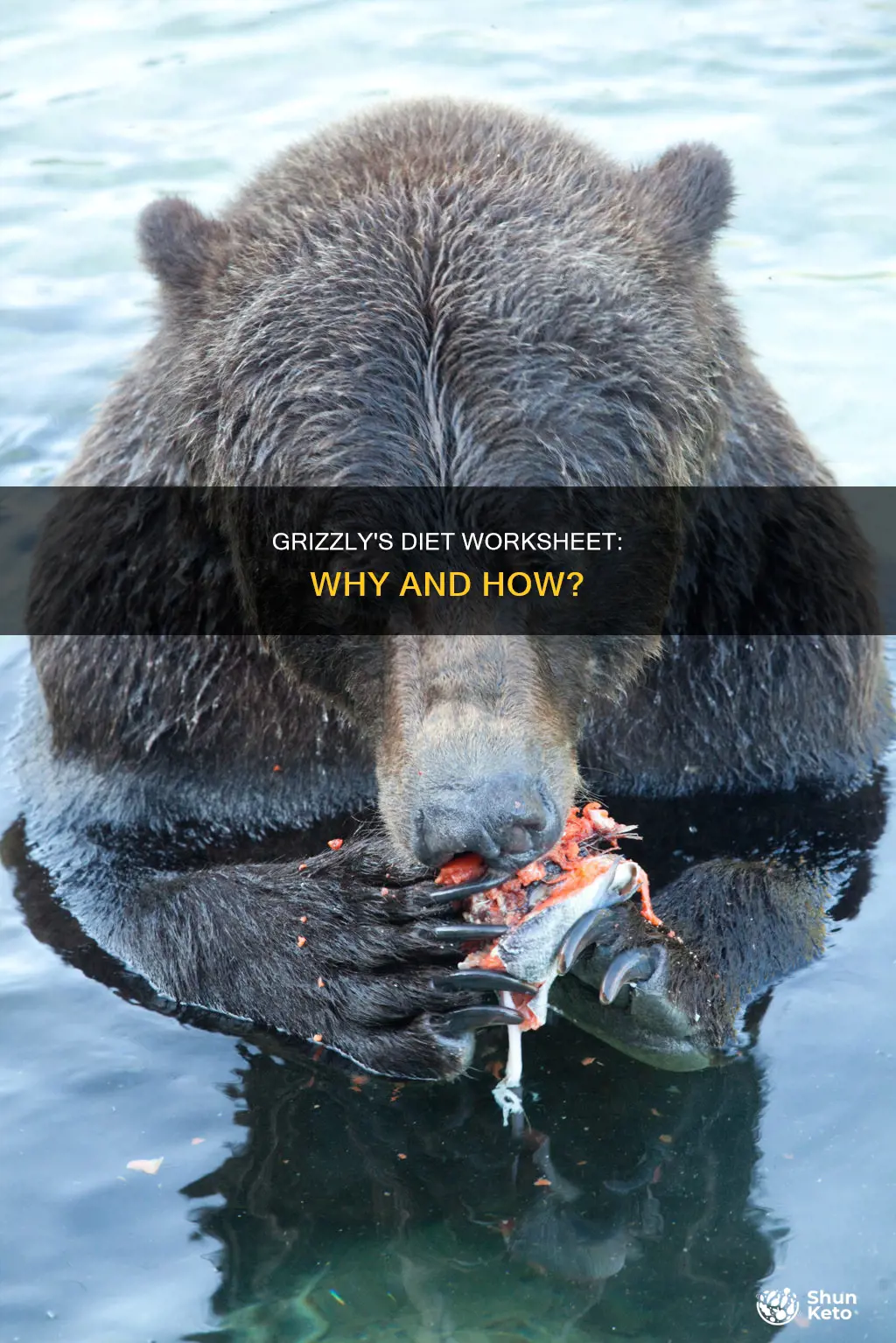 why did the grizzly go on a diet full worksheet