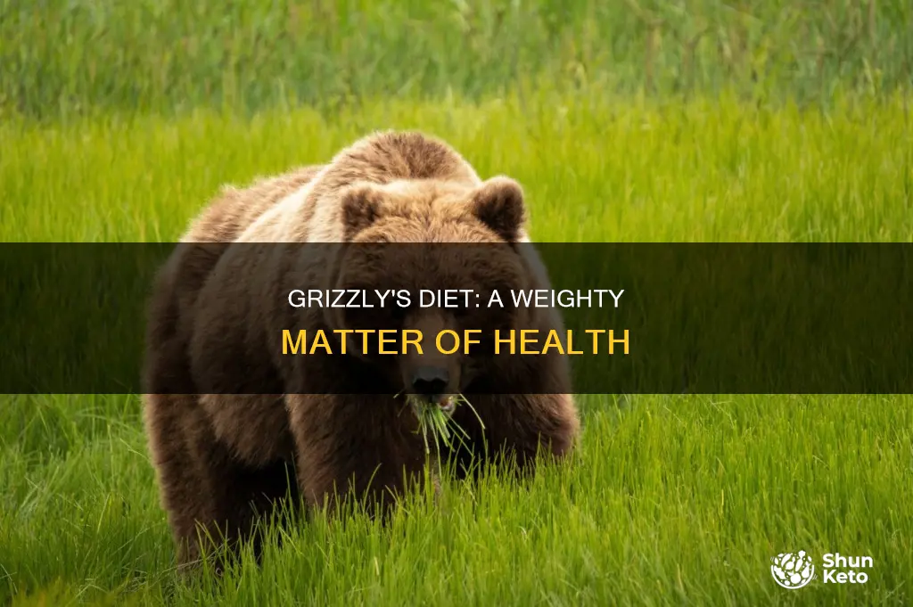 why did the grizzly go on a diet