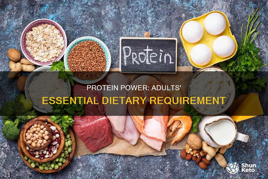 why do adults need protein in their diet