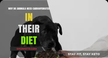 Carbs for Animals: Energy and Health Benefits