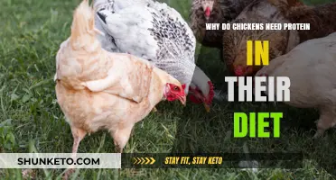 Protein-Rich Diets: Essential for Chicken Health