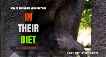 Elephants Need Protein: Understanding Their Dietary Requirements