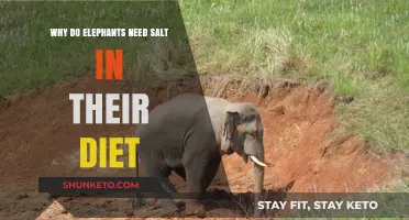 Salt: An Elephant's Dietary Must-Have