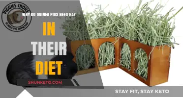 Hay: Essential for Guinea Pigs' Health and Happiness