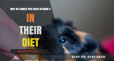 Guinea Pigs and Vitamin C: An Essential Dietary Need