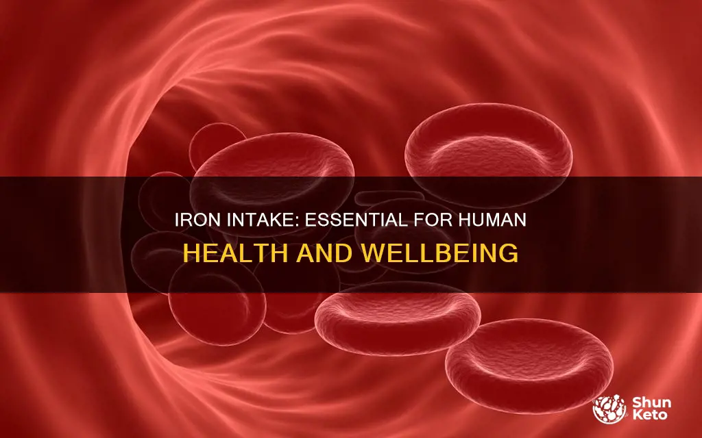 why do humans need iron in their diet