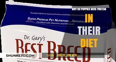 Protein Power: Essential for Puppies' Growth and Development