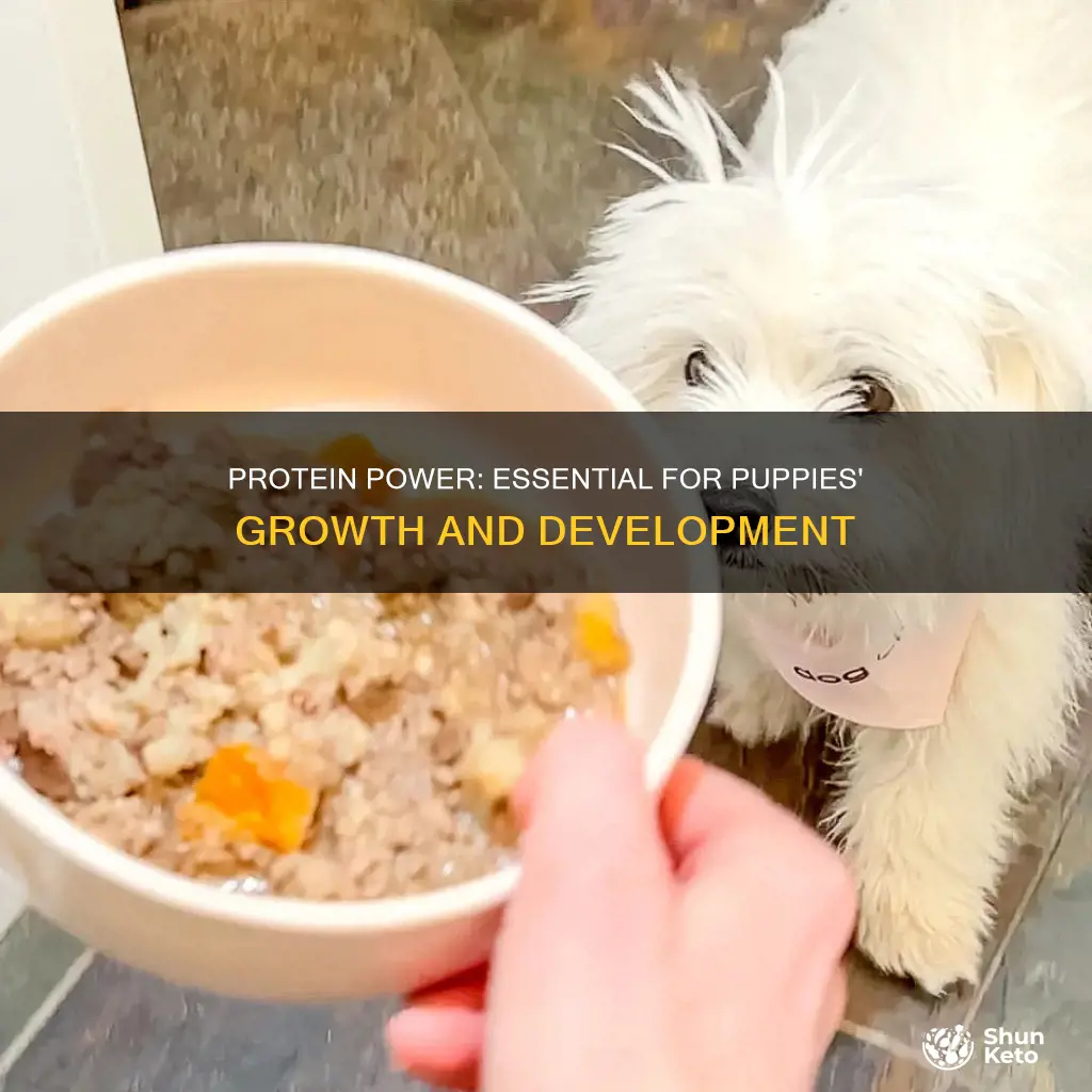 why do puppies need protein in their diet