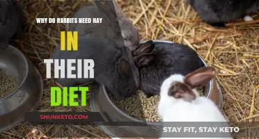 Hay: Essential for Rabbits' Health and Happiness