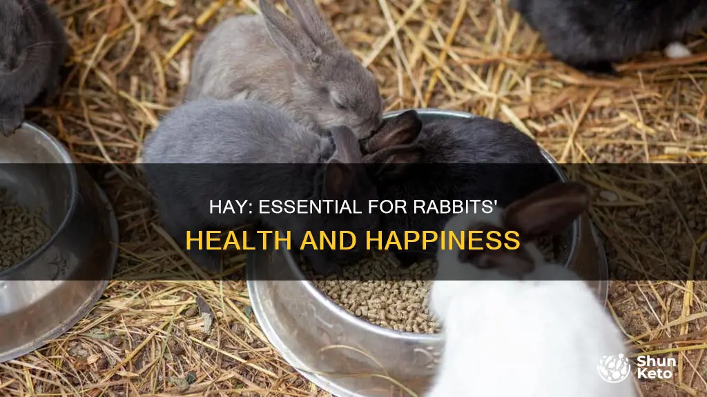 why do rabbits need hay in their diet