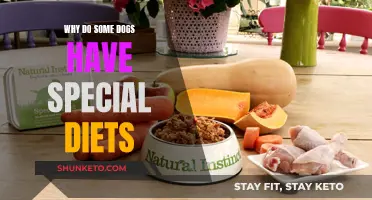 Special Diets for Dogs: Why Do Some Need Them?