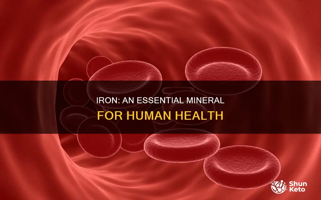 why do we need iron mineral in our diet