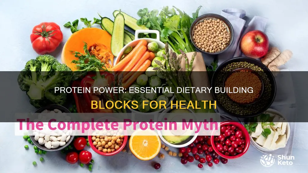 why do we need to have protein in our diet
