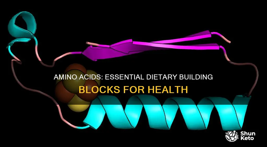 why do you need amino acids in your diet