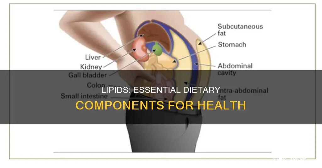 why do you need lipids in your diet