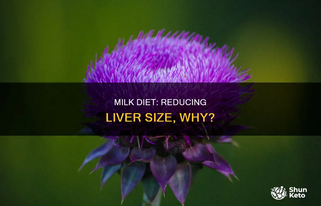 why does a milk diet help reduce liver size