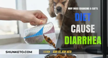 Changing Diet, Changing Stools: Understanding Cat Diarrhea