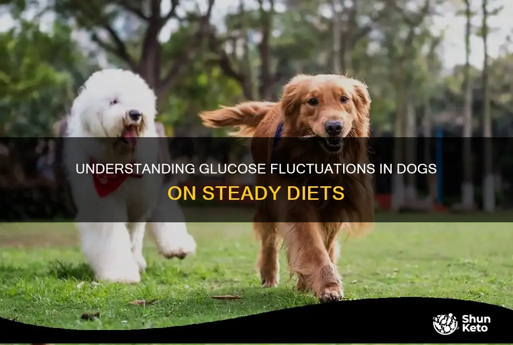 why does dog glucose flutuate on steady diet