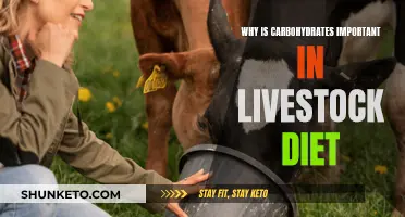 Carbohydrates: Energy Source for Livestock Health