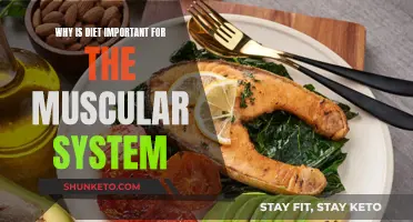 Muscular System: Fueling Your Body's Engine