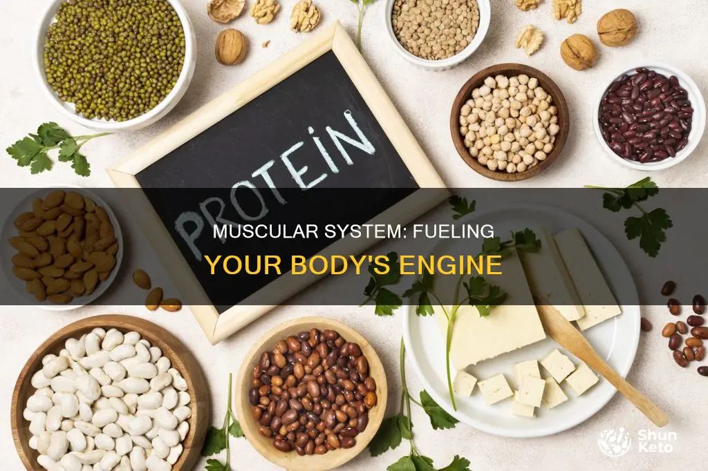 why is diet important for the muscular system