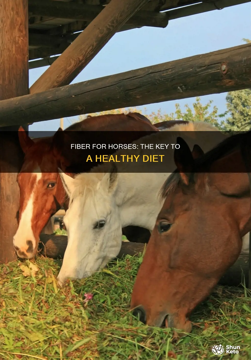 why is fiber important in a horse diet