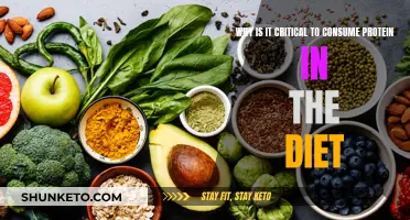 Protein Power: Essential Dietary Macro for Muscle Health