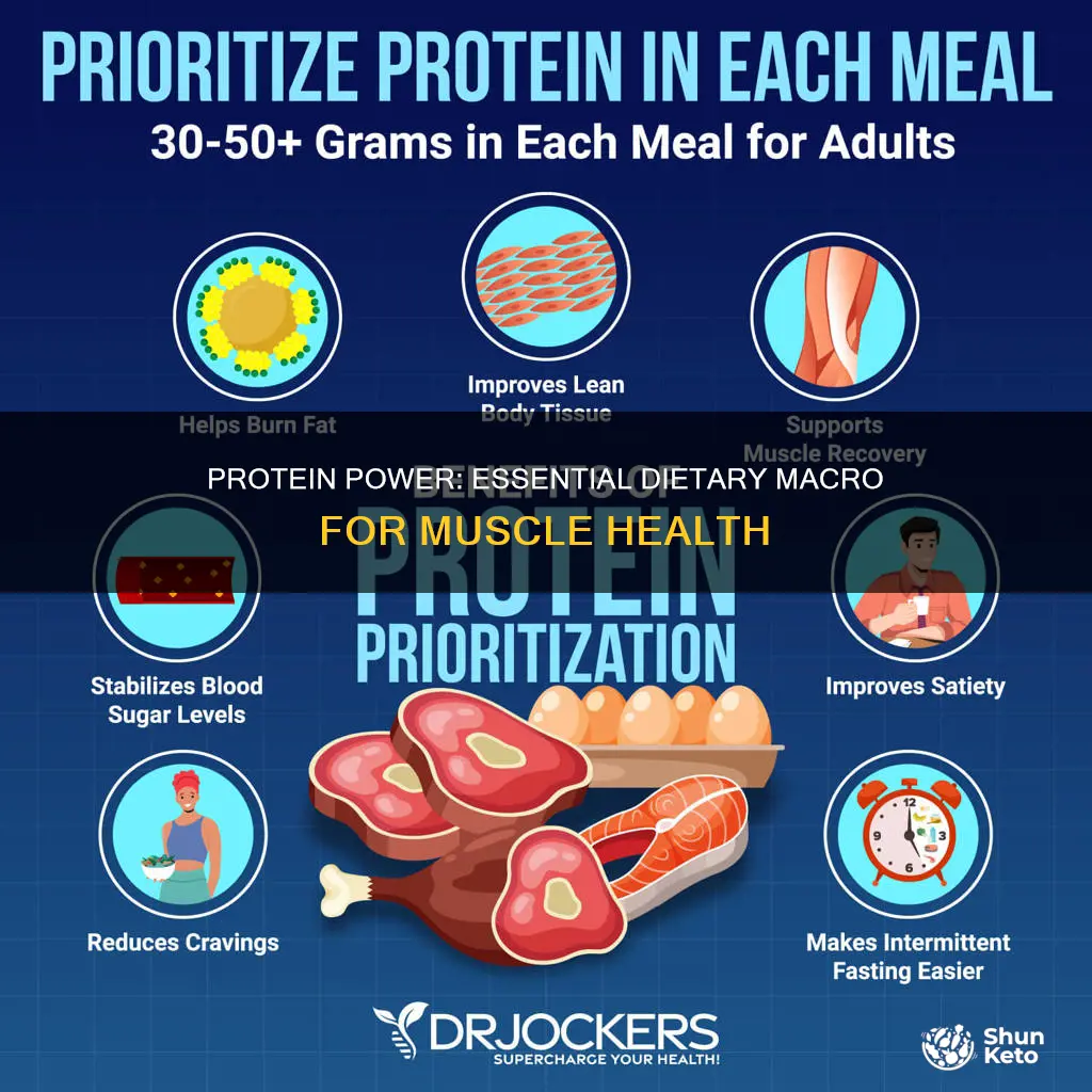 why is it critical to consume protein in the diet