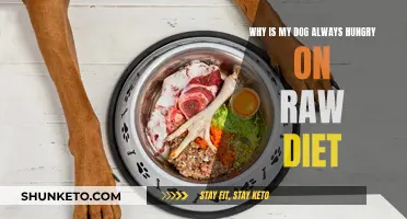 Raw Diet: Why Your Dog Always Feels Hungry