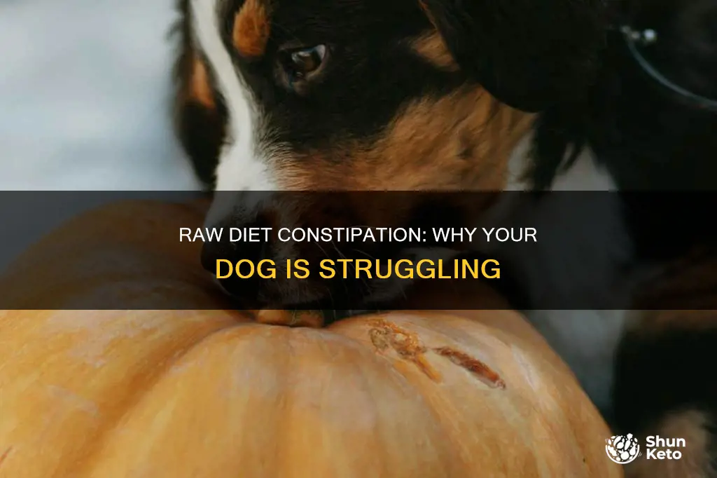 why is my dog constipated on a raw diet