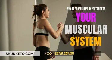 Muscular System Maintenance: The Role of Proper Diet