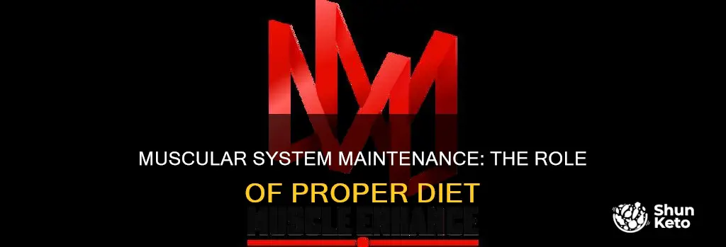 why is proper diet important for your muscular system