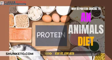 Protein Power: Essential Animal Diet Component